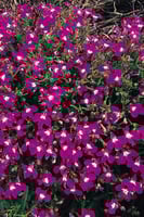 بذور لوبيليا روزا ميند