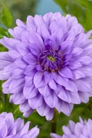 داليا (الفتى الأزرق)