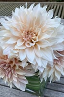 داليا (قهوة بالحليب)