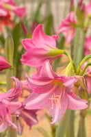 بصيلة أمارلس (إستيلا)