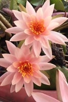 بذور زنبقة الماء (كولورادو برتقالي)