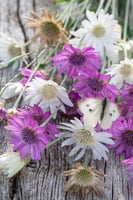 بذور الحنوة الحولية