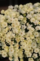 بصيلة أقصليس (حنين)