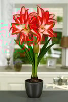 بصيلة أمارلس (المتناثرة)