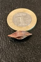 بصيلة أقصليس (نجلاء)