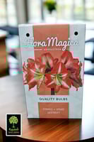 بصيلة أمارلس (أحمر مخطط)