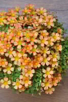 بصيلة أقصليس (مشاعل)