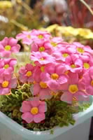 بصيلة أقصليس (سارة)