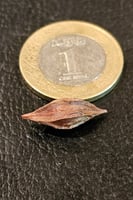 بصيلة أقصليس (عنود)