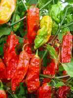 بذور فلفل (الشبح) حار جدا