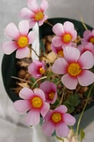 بصيلة أقصليس (أسماء)