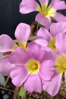 بصيلة أقصليس (رهف)