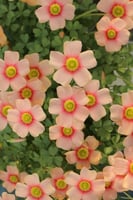 بصيلة أقصليس (حلا)