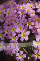 بصيلة أقصليس (رهف)