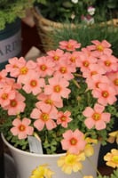 بصيلة أقصليس (حنان)