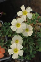 بصيلة أقصليس (وهج)