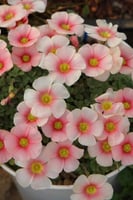 بصيلة أقصليس (أميرة)