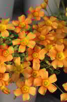 بصيلة أقصليس (مشاعل)