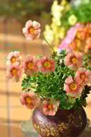 بصيلة أقصليس (شوق)