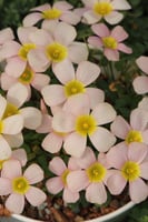 بصيلة أقصليس (بشاير)