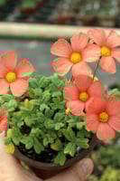 بصيلة أقصليس (نجلاء)