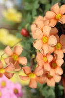 بصيلة أقصليس (نجلاء)