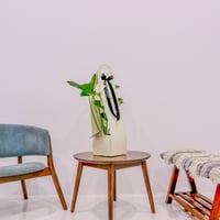 بكج إهداء SKY GARDEN مع نبتة الانتوريوم الآبيض