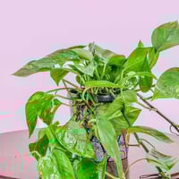 بكج إهداء SKY GARDEN مع نبتة البوتس هولندي