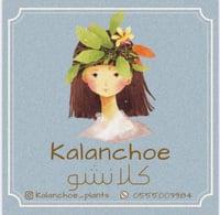 kalanchoe