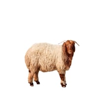 اضحية خروف نعيمي جذعان جبر من 22 إلى 30 كيلو