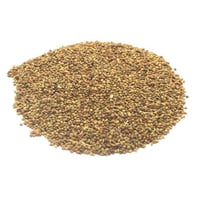 بذور البرسيم