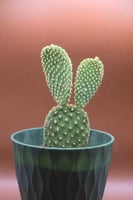 صبار اذن الارنب