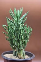 صبار ابرة حواء