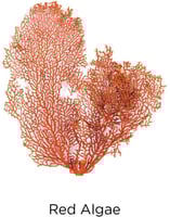 لوريال إنفيسي هولد جل غسول 150 مل