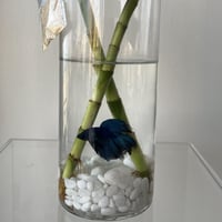 فازة سمك الفايتر مع البامبو