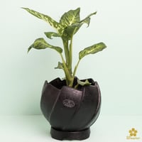 نبات طبيعي للمنزل