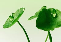 مسحات تونر لتقشر و ترطيب البشرة من ايكوال بيري 70...