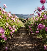 عطر ديور مس ديور روز ني روز او دو تواليت - 100 مل