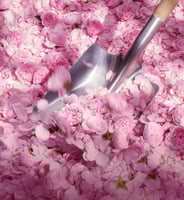 عطر ديور مس ديور روز ني روز او دو تواليت - 100 مل