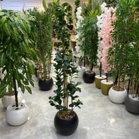 شجرة التفاح خيزران مركن اسود - 160 سم