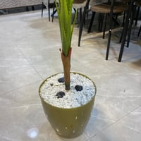 شجرة النخلة صناعية اصيص ذهبي - 140 سم