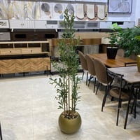 شجرة زيتون خيزران مركن ذهبي