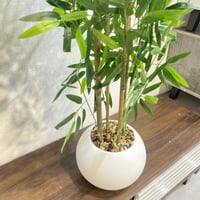 نبات صناعي مركن ابيض - 140 سم