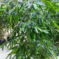 نبات صناعي - 150 سم