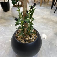 شجرة الزيتون صناعي مركن اسود - 160 سم