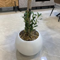 شجرة الزيتون صناعي مركن ابيض - 160 سم