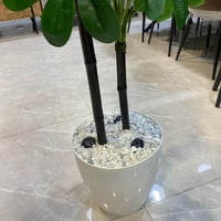 نبات صناعي - 150 سم