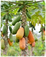 باباي ريد ليدي