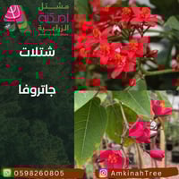 جاتروفا صغير