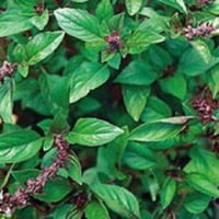 ريحان عراقي